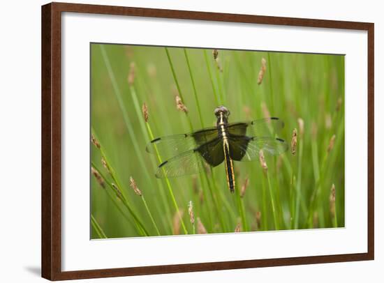 Widow Skimmer Female, Marion Co. Il-Richard ans Susan Day-Framed Photographic Print