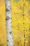 Birch Trees (Betula Verrucosa or Pubescens) Oulanka, Finland, September 2008-Widstrand-Photographic Print