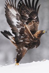 Beautiful Bald Eagles Other Eagles Artwork For Sale