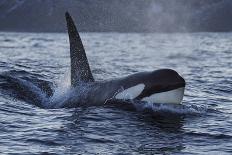 Orca - Killer Whale (Orcinus Orca) Surfacing, Senja, Troms County, Norway, Scandinavia, January-Widstrand-Photographic Print