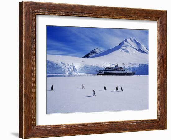 Wiencke Island, Port Lockroy, Gentoo Penguins on Sea-Ice with Cruise Ship Beyond, Antarctica-Allan White-Framed Photographic Print