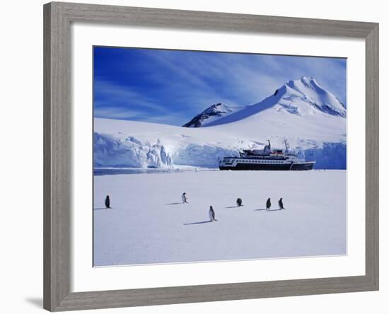 Wiencke Island, Port Lockroy, Gentoo Penguins on Sea-Ice with Cruise Ship Beyond, Antarctica-Allan White-Framed Photographic Print