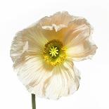 Poppy 16-Wiff Harmer-Framed Giclee Print