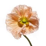 Poppy 16-Wiff Harmer-Framed Giclee Print