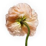 Poppy 05-Wiff Harmer-Giclee Print