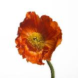 Poppy 05-Wiff Harmer-Framed Giclee Print