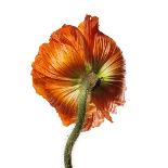 Poppy 05-Wiff Harmer-Framed Giclee Print