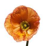 Poppy 16-Wiff Harmer-Framed Giclee Print