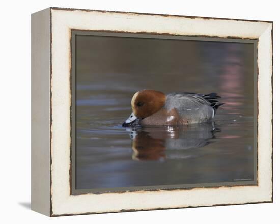 Wigeon, Anas Penelope, at Martin Mere Wildfowl and Wetlands Trust Reserve in Lancashire, England-Steve & Ann Toon-Framed Premier Image Canvas