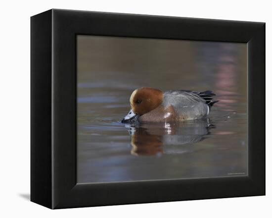 Wigeon, Anas Penelope, at Martin Mere Wildfowl and Wetlands Trust Reserve in Lancashire, England-Steve & Ann Toon-Framed Premier Image Canvas