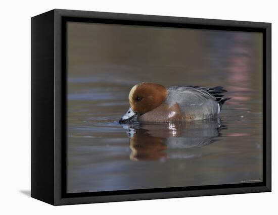 Wigeon, Anas Penelope, at Martin Mere Wildfowl and Wetlands Trust Reserve in Lancashire, England-Steve & Ann Toon-Framed Premier Image Canvas