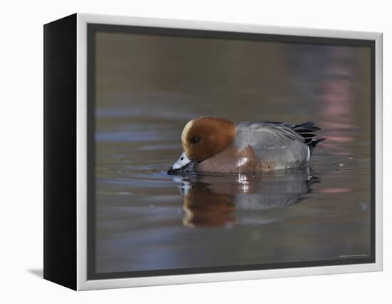 Wigeon, Anas Penelope, at Martin Mere Wildfowl and Wetlands Trust Reserve in Lancashire, England-Steve & Ann Toon-Framed Premier Image Canvas