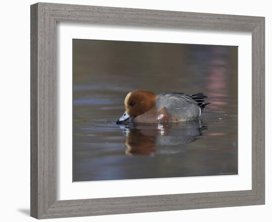 Wigeon, Anas Penelope, at Martin Mere Wildfowl and Wetlands Trust Reserve in Lancashire, England-Steve & Ann Toon-Framed Photographic Print