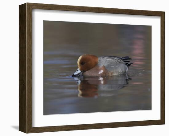 Wigeon, Anas Penelope, at Martin Mere Wildfowl and Wetlands Trust Reserve in Lancashire, England-Steve & Ann Toon-Framed Photographic Print