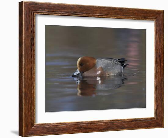 Wigeon, Anas Penelope, at Martin Mere Wildfowl and Wetlands Trust Reserve in Lancashire, England-Steve & Ann Toon-Framed Photographic Print