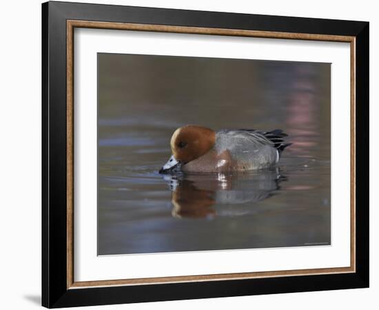 Wigeon, Anas Penelope, at Martin Mere Wildfowl and Wetlands Trust Reserve in Lancashire, England-Steve & Ann Toon-Framed Photographic Print