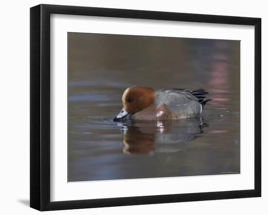 Wigeon, Anas Penelope, at Martin Mere Wildfowl and Wetlands Trust Reserve in Lancashire, England-Steve & Ann Toon-Framed Photographic Print