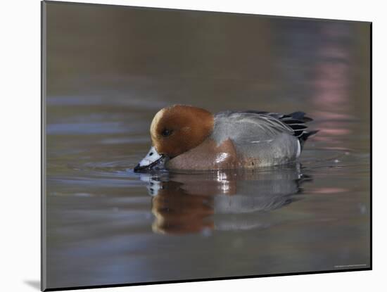 Wigeon, Anas Penelope, at Martin Mere Wildfowl and Wetlands Trust Reserve in Lancashire, England-Steve & Ann Toon-Mounted Photographic Print