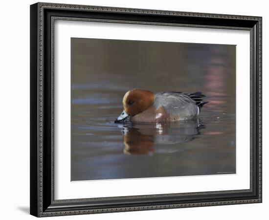 Wigeon, Anas Penelope, at Martin Mere Wildfowl and Wetlands Trust Reserve in Lancashire, England-Steve & Ann Toon-Framed Photographic Print