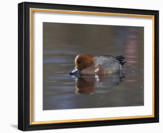 Wigeon, Anas Penelope, at Martin Mere Wildfowl and Wetlands Trust Reserve in Lancashire, England-Steve & Ann Toon-Framed Photographic Print