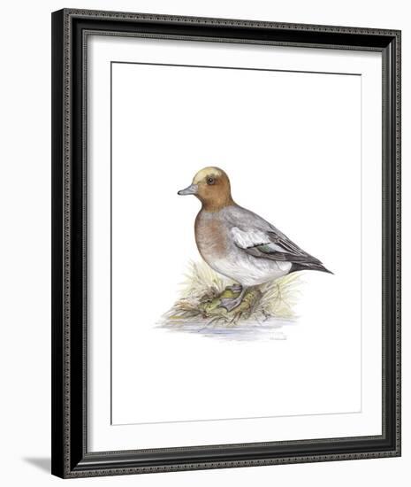 Wigeon (Male)-C^T^N^ Ackland-Framed Premium Giclee Print