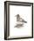 Wigeon (Male)-C^T^N^ Ackland-Framed Premium Giclee Print