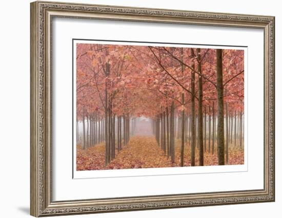 Wilamette Valley Maples II-Donald Paulson-Framed Giclee Print