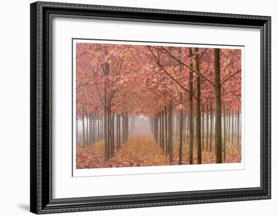 Wilamette Valley Maples II-Donald Paulson-Framed Giclee Print