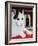 Wilberforce, the Number 10 Cat, 1987-Frances Broomfield-Framed Giclee Print