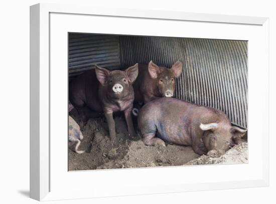 Wilbur And Company-Brenda Petrella Photography LLC-Framed Giclee Print