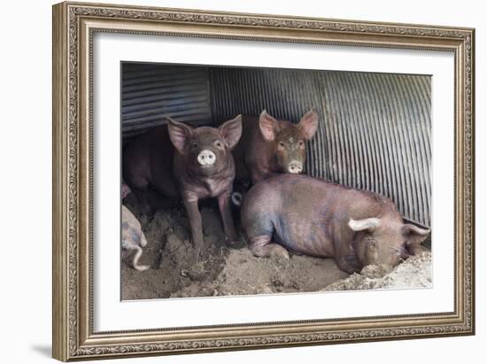 Wilbur And Company-Brenda Petrella Photography LLC-Framed Giclee Print