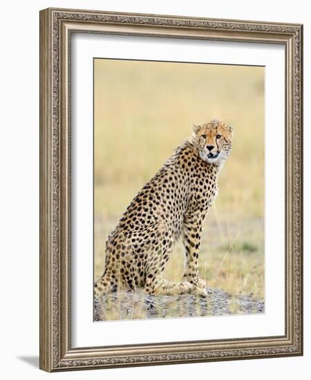 Wild African Cheetah, Beautiful Mammal Animal. Africa, Kenya-Volodymyr Burdiak-Framed Photographic Print