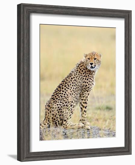 Wild African Cheetah, Beautiful Mammal Animal. Africa, Kenya-Volodymyr Burdiak-Framed Photographic Print