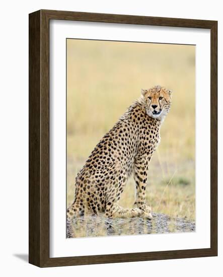 Wild African Cheetah, Beautiful Mammal Animal. Africa, Kenya-Volodymyr Burdiak-Framed Photographic Print