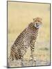 Wild African Cheetah, Beautiful Mammal Animal. Africa, Kenya-Volodymyr Burdiak-Mounted Photographic Print