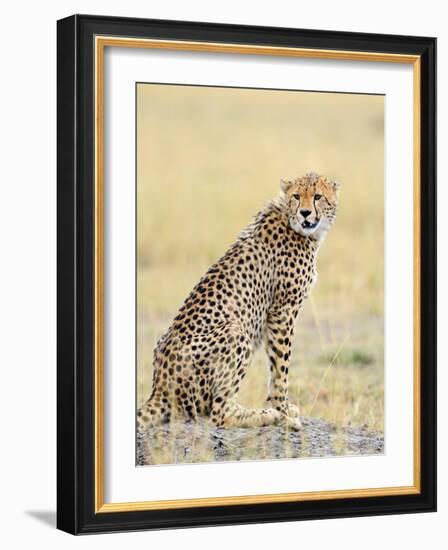 Wild African Cheetah, Beautiful Mammal Animal. Africa, Kenya-Volodymyr Burdiak-Framed Photographic Print