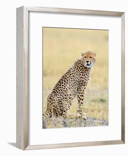 Wild African Cheetah, Beautiful Mammal Animal. Africa, Kenya-Volodymyr Burdiak-Framed Photographic Print