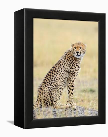 Wild African Cheetah, Beautiful Mammal Animal. Africa, Kenya-Volodymyr Burdiak-Framed Premier Image Canvas