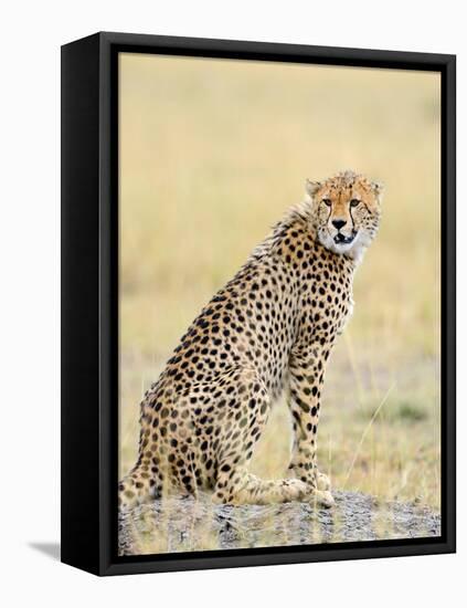 Wild African Cheetah, Beautiful Mammal Animal. Africa, Kenya-Volodymyr Burdiak-Framed Premier Image Canvas