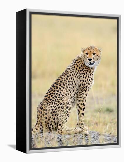 Wild African Cheetah, Beautiful Mammal Animal. Africa, Kenya-Volodymyr Burdiak-Framed Premier Image Canvas