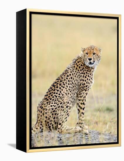 Wild African Cheetah, Beautiful Mammal Animal. Africa, Kenya-Volodymyr Burdiak-Framed Premier Image Canvas