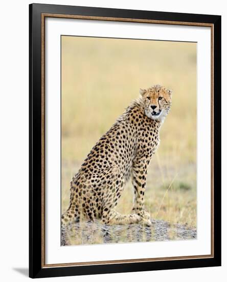 Wild African Cheetah, Beautiful Mammal Animal. Africa, Kenya-Volodymyr Burdiak-Framed Photographic Print