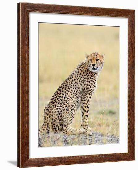 Wild African Cheetah, Beautiful Mammal Animal. Africa, Kenya-Volodymyr Burdiak-Framed Photographic Print