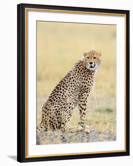 Wild African Cheetah, Beautiful Mammal Animal. Africa, Kenya-Volodymyr Burdiak-Framed Photographic Print