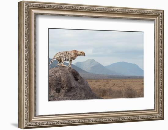 Wild African Cheetah, Beautiful Mammal Animal. Africa, Kenya-Volodymyr Burdiak-Framed Photographic Print