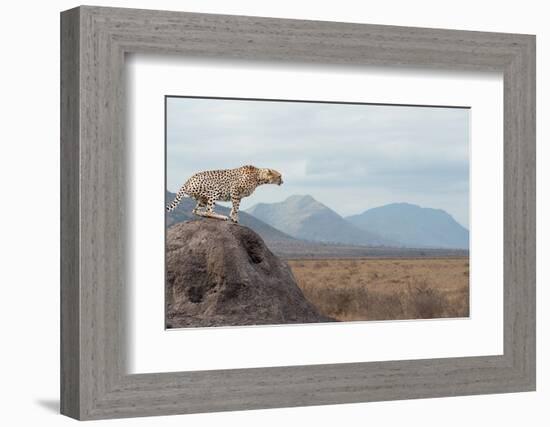 Wild African Cheetah, Beautiful Mammal Animal. Africa, Kenya-Volodymyr Burdiak-Framed Photographic Print