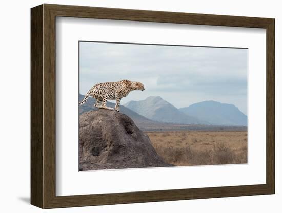 Wild African Cheetah, Beautiful Mammal Animal. Africa, Kenya-Volodymyr Burdiak-Framed Photographic Print