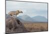 Wild African Cheetah, Beautiful Mammal Animal. Africa, Kenya-Volodymyr Burdiak-Mounted Photographic Print