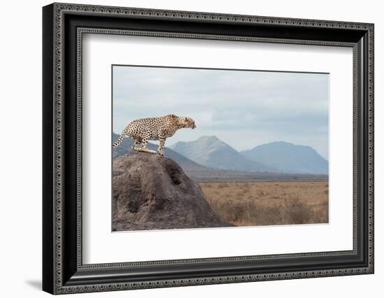 Wild African Cheetah, Beautiful Mammal Animal. Africa, Kenya-Volodymyr Burdiak-Framed Photographic Print