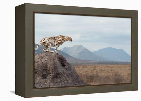 Wild African Cheetah, Beautiful Mammal Animal. Africa, Kenya-Volodymyr Burdiak-Framed Premier Image Canvas